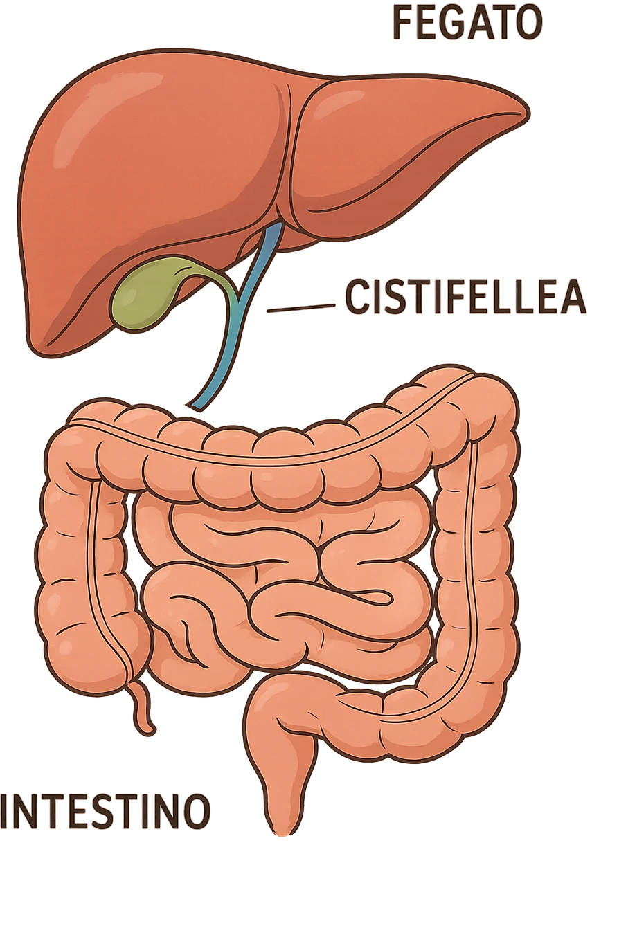 Connessione, fegato , intestino e cistifellea emoji