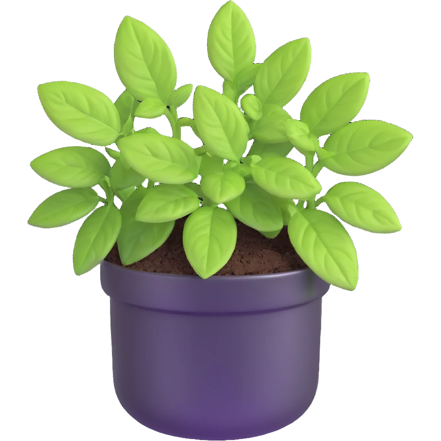 Small sprouts of Plectranthus Verticillatus with perfectly round leaves growing in a shiny metallic pot emoji