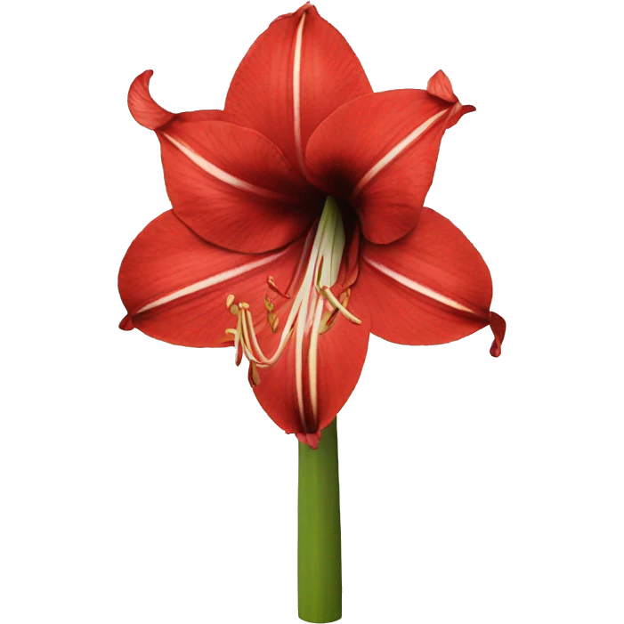 Amaryllis  emoji