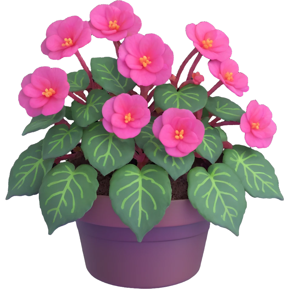 Bird's eye view of Begonia Rex plant showing spiral leaf formation from directly above, dark green leaves with purple edges and white spots emoji