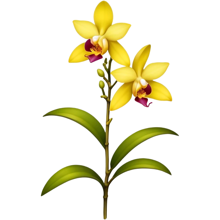 single yellow Dendrobium Orchid flower, stem emoji