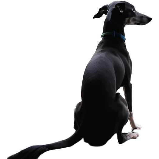 Slim Chinese girl with long black hair and her completely solid grey Italian greyhound looking out a window together on a snowy day, the dog has absolutely no white markings anywhere, completely uniform grey color throughout emoji