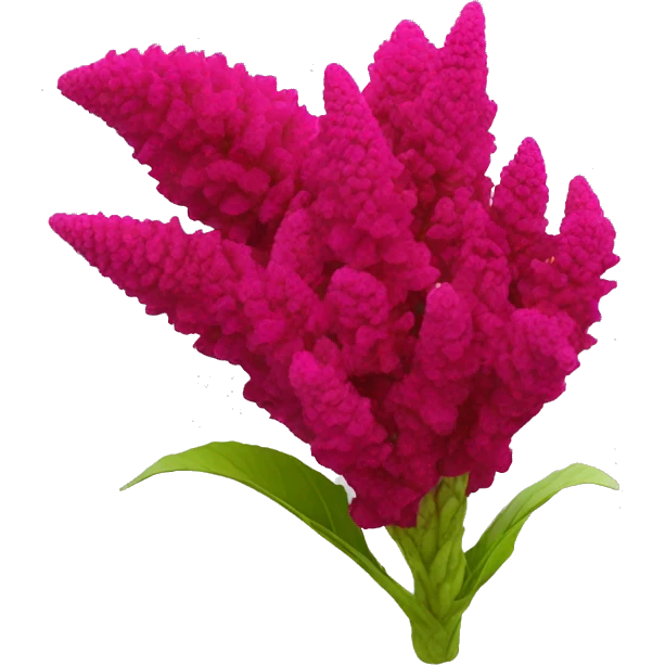 celosia flower emoji