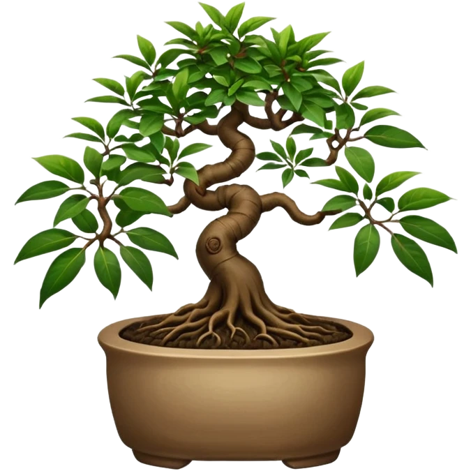 BONSAI DI FICUS GINSENG 
 emoji