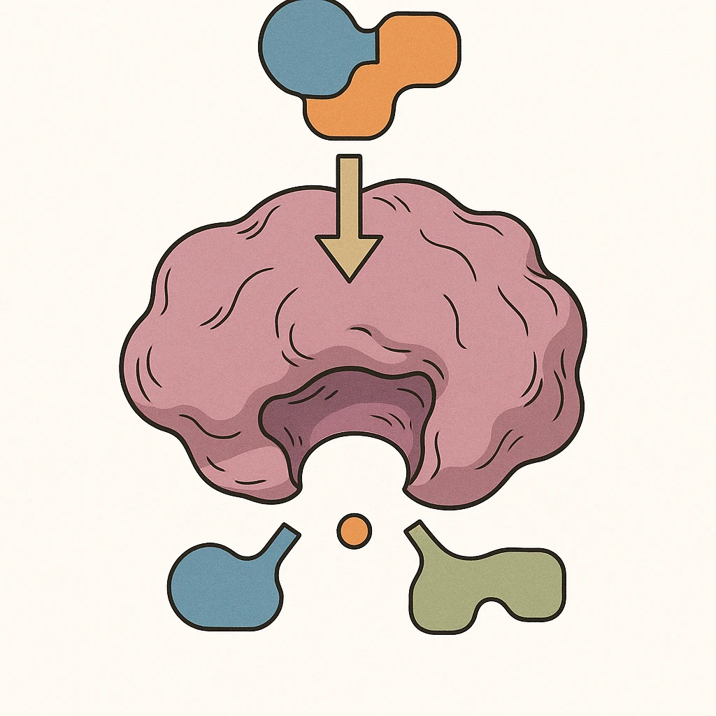 Ultra-detailed scientific illustration  (like in a school book) of enzyme digestion. Macro molecular view, clean white background, no text, no human figures or cartoon characters. Purely biological focus. emoji
