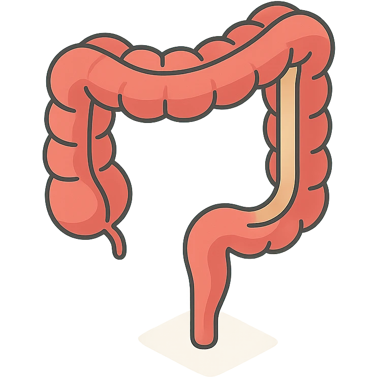 intestine in 2D isometric style, minimalist background, soft shadows and highlights, transparent background, variant with emphasis on thin section emoji