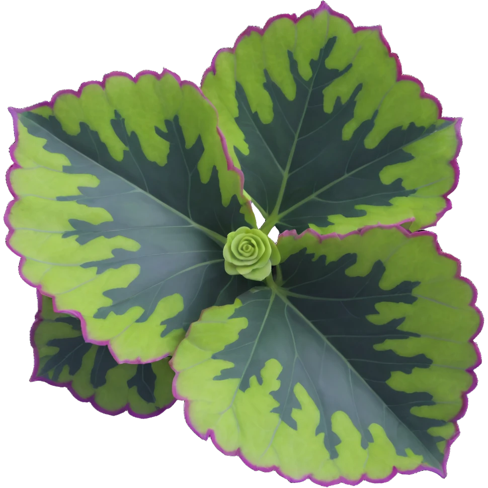 Close-up of Begonia Rex leaf center showing pronounced spiral pattern, dark green leaf with purple edges and white spots emoji