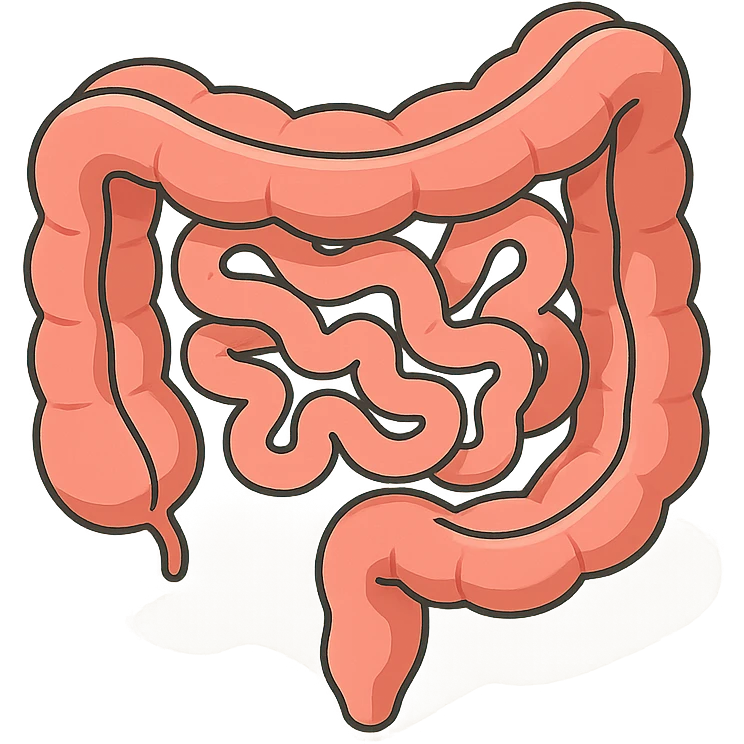 intestine in 2D isometric style, minimalist background, soft shadows and highlights, detailed, transparent background, variant with more complex shape and curves emoji