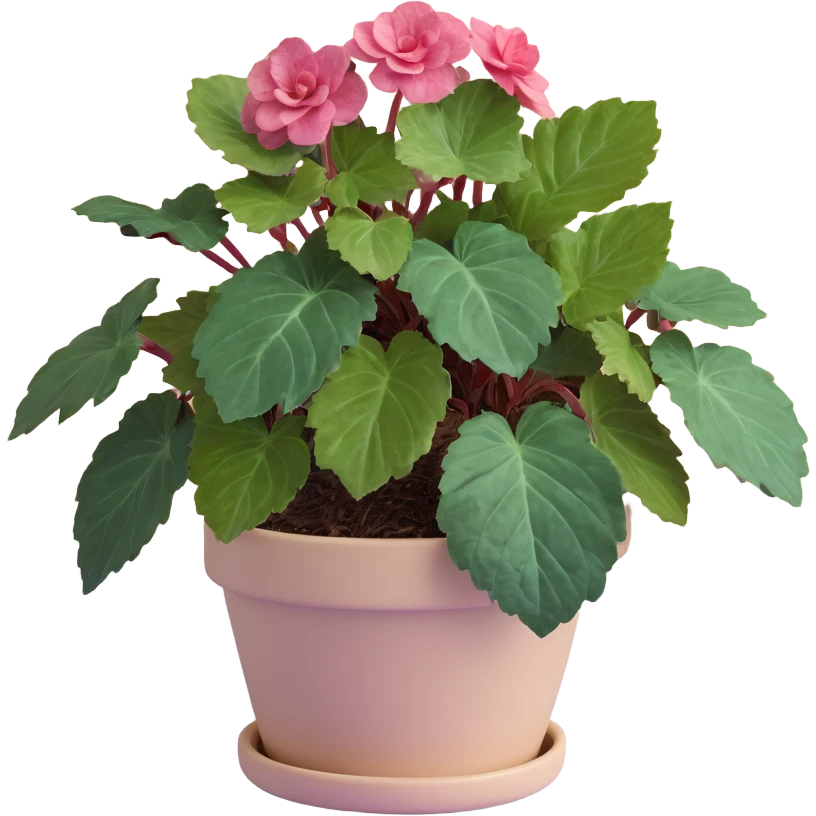 Begonia Rex foliage plant with only greenish-purple spiral patterned leaves in a beige pot, no flowers emoji