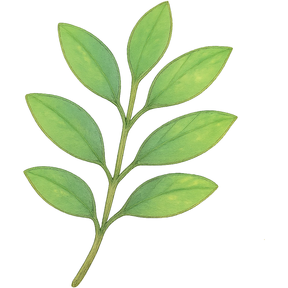 a simple leafy green branch, Japanese hand-drawn pastel style, full object, transparent background, with gentle highlights emoji