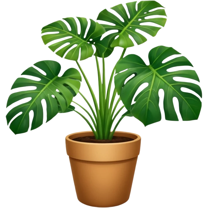 Potted plant, the potted plant contains Monstera deliciosa. emoji