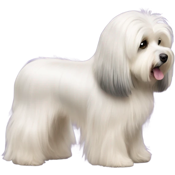 Side view of Havanese long hair all the way down to the dogs feet at a dog show  emoji