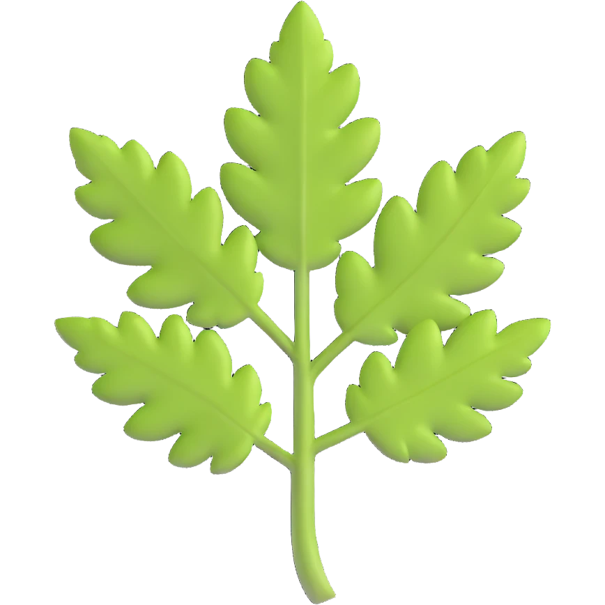 cilantro leaf, clean, minimal, cute, well-lit, soft shadow, white background emoji