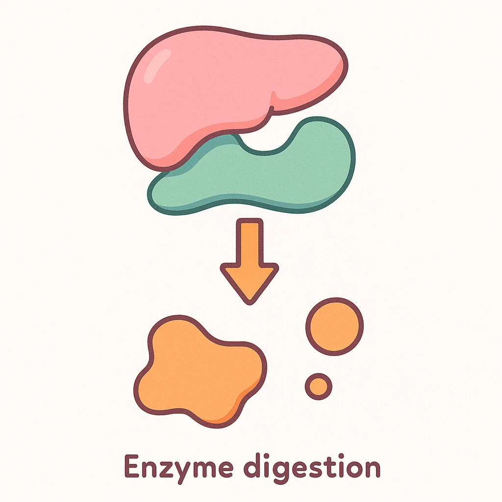 Ultra-detailed scientific illustration  (like in a school book) of enzyme digestion. Macro molecular view, clean white background, no text, no human figures or cartoon characters. Purely biological focus. emoji