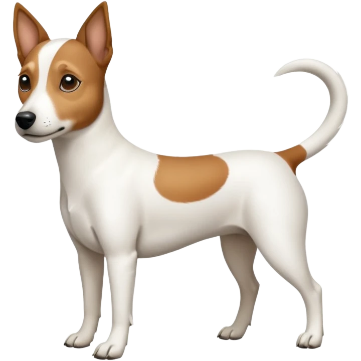 a full body white jack russel looking dog the size of a kelpie with light brown ears and a light brown patch on one eye, flopped down ears and a large snout emoji