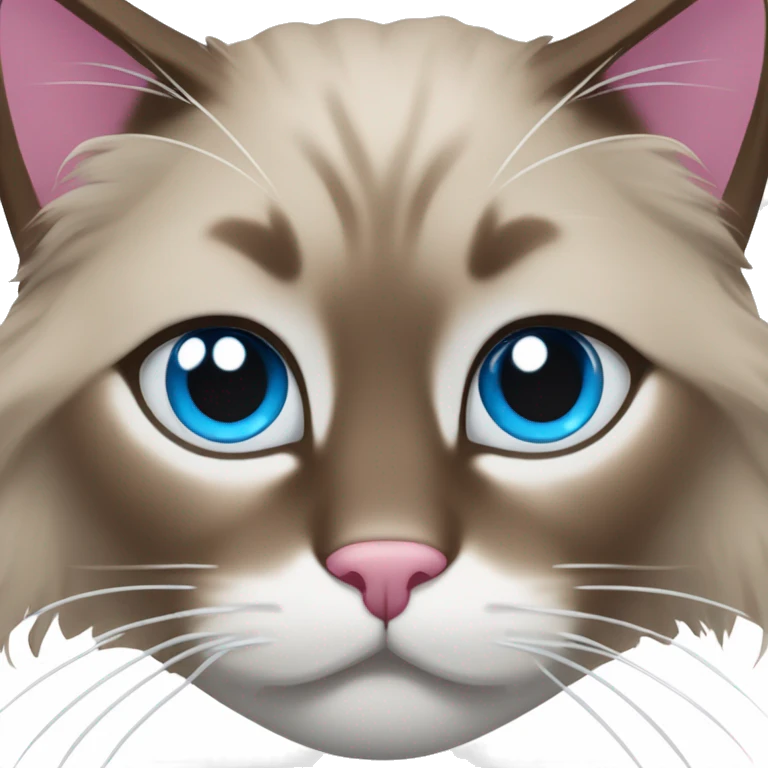 brown ragdoll cat with white in the middle of face that's a bit crooked on the top of the nose, with a  pink and brown nose, and blue eyes emoji