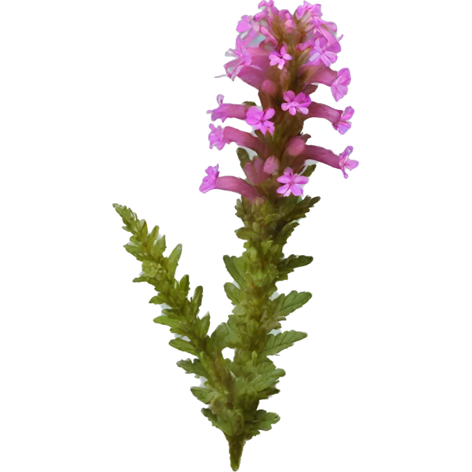 Pedicularis densiflora emoji