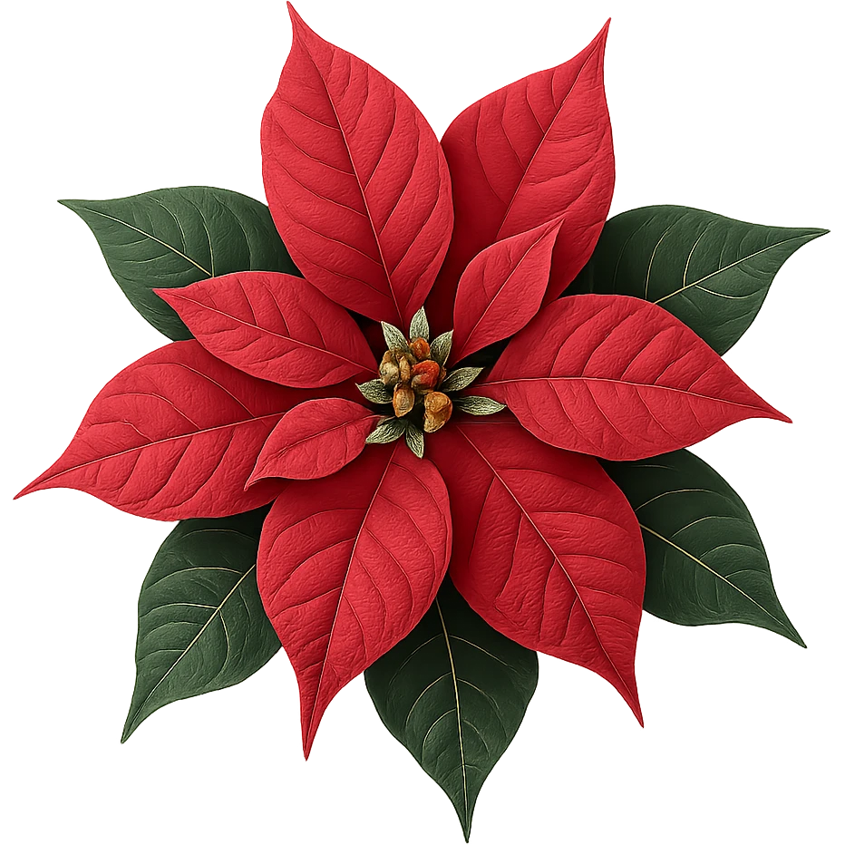 christmas flower,remove background emoji