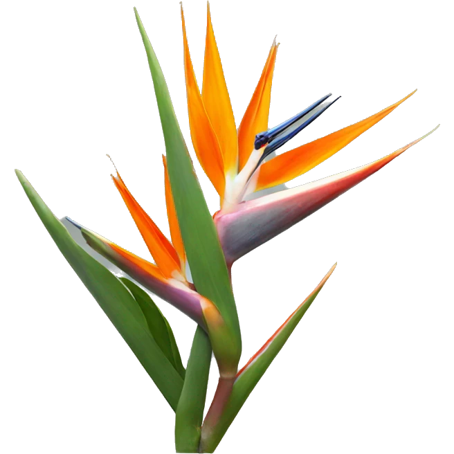 Strelitzia  emoji