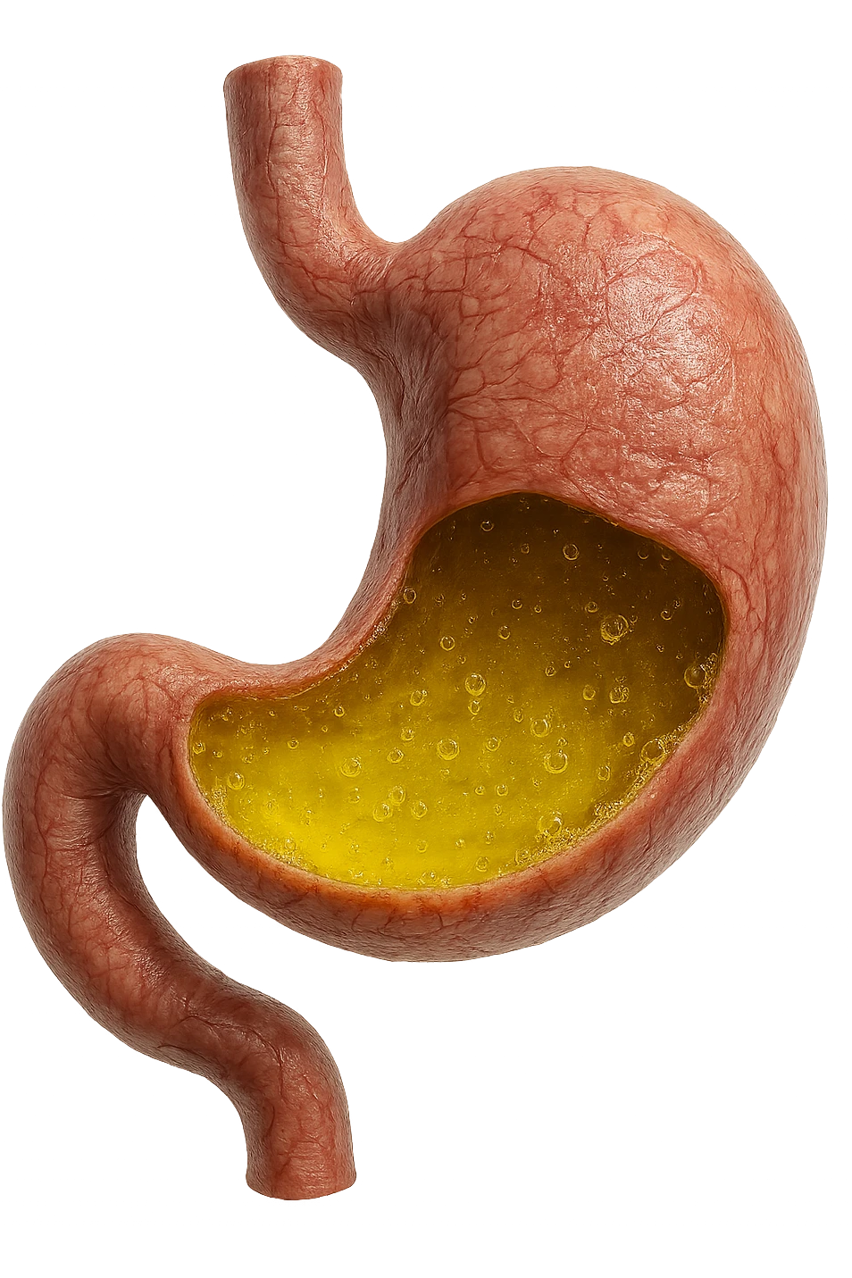STOMACO ANATOMICO UMANO CON ACIDO GIALLO ALL'INTERNO
IPERREALISTICO 4K, SFONDO BIANCO emoji
