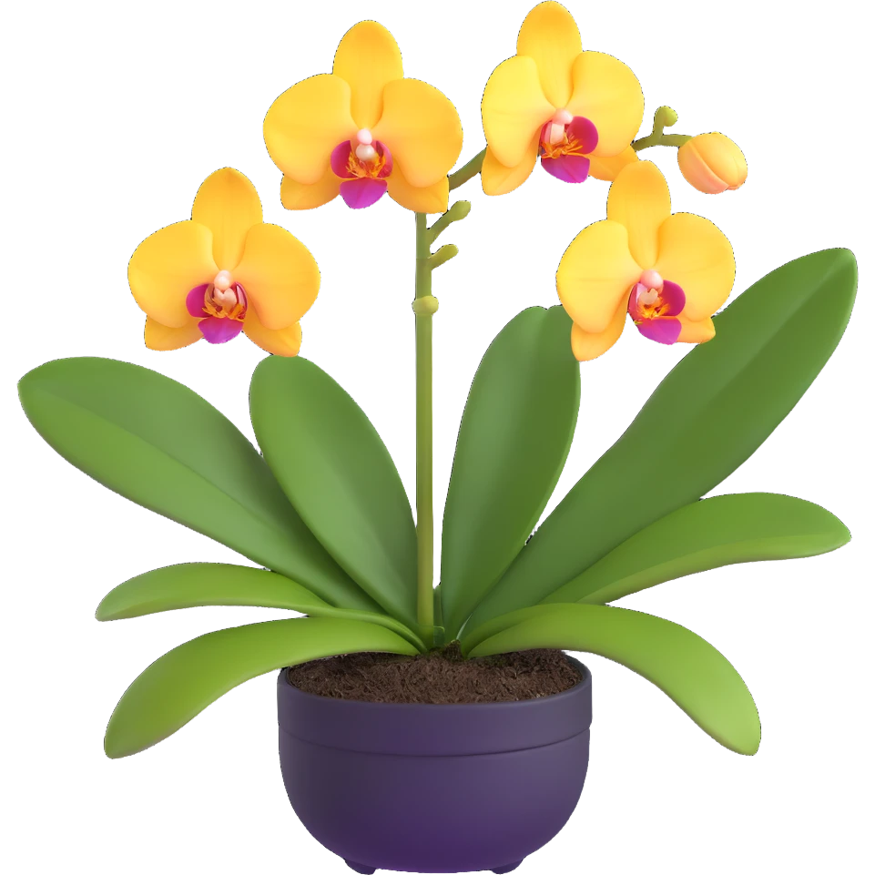 Realistic phalaenopsis orchid with delicate blooms and prominent large green leaves clearly visible emoji