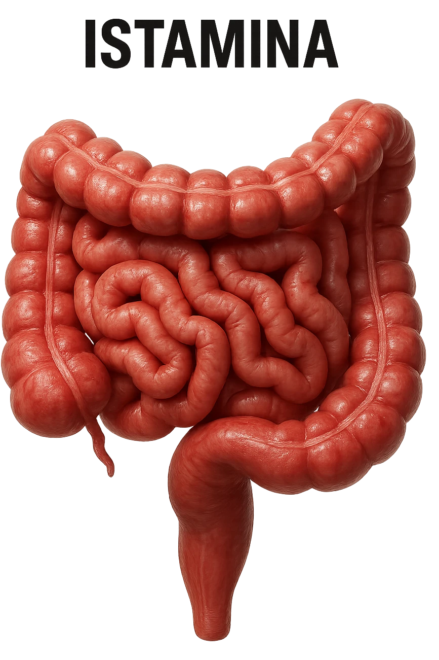 intestino umano realistico con la scritta "ISTAMINA" stampata sopra, iperrealistico 4k emoji