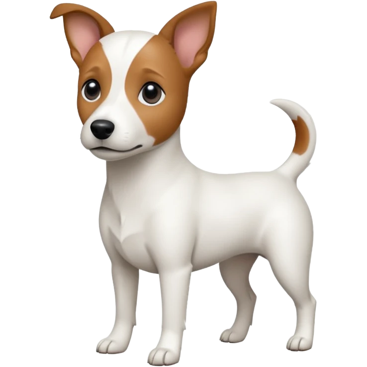 a fully white jack russell the size of a kelpie with floppy ears and a half white face emoji