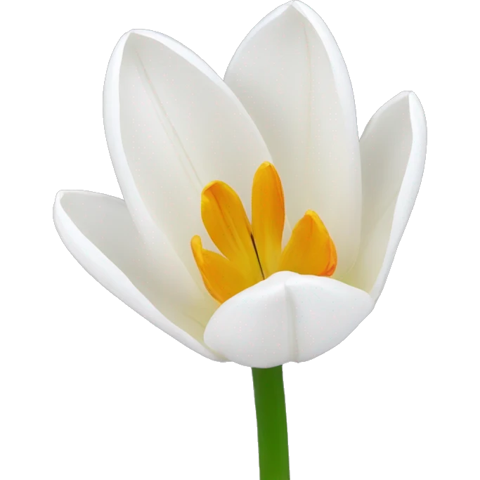 white tulipe  emoji