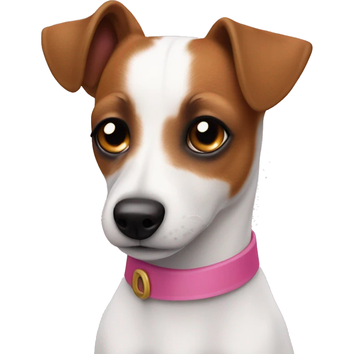 Jack Russel with one brown eye patch and pink collar  emoji