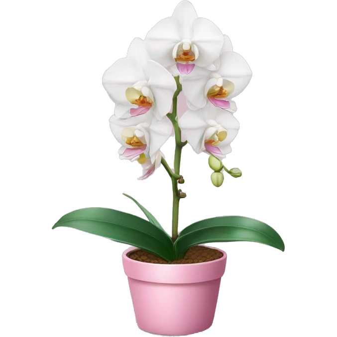 White Orchid in a pink pot emoji