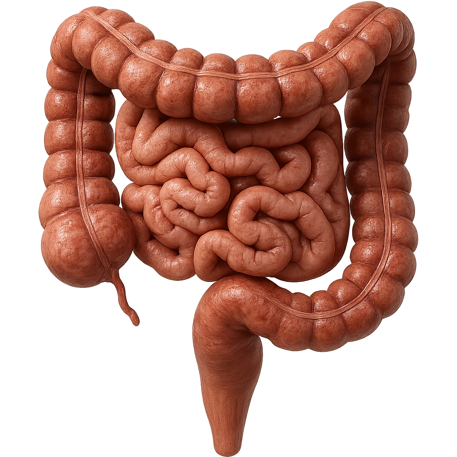 INTESTINO UMANO ANATOMICO REALISTICO emoji