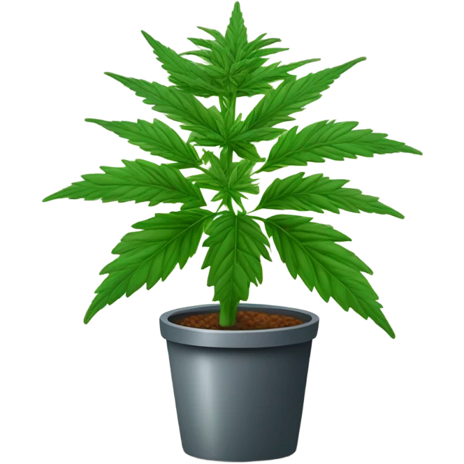 Potted Cannabis sativa tree proportionate rare emoji