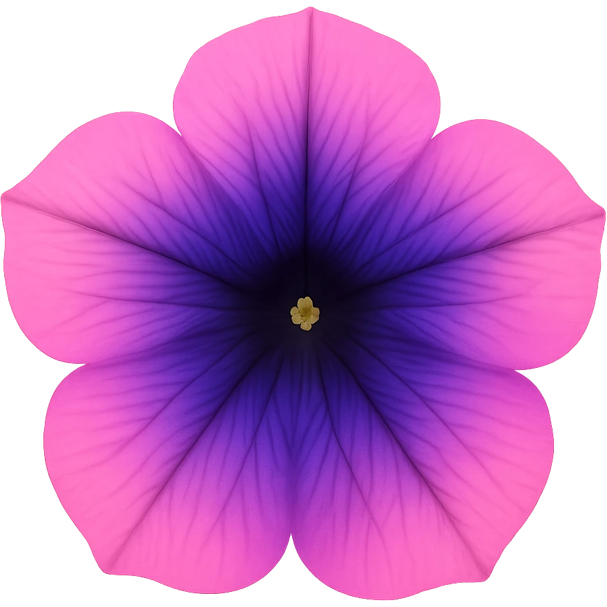 Pink-Violet-Indigo-Purple-Gradient Petuniaemoji    , remove background emoji