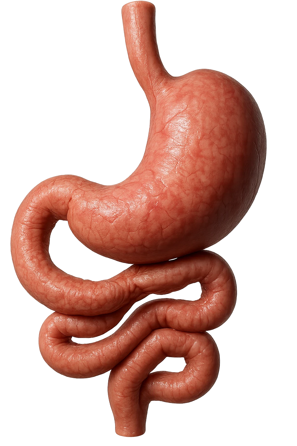 intestino e stomaco sono collegati, iperrealistico 4k, non disegnato emoji