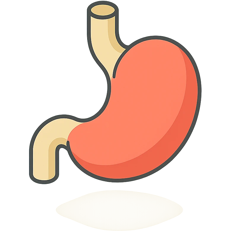 stomach, 2D isometric style, minimalist background, soft shadows and highlights, transparent background, infographic stylized variant emoji