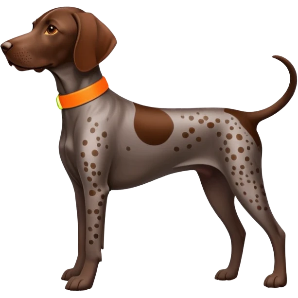  Brown German shorthair pointer with spot on back and neon orange collar  emoji