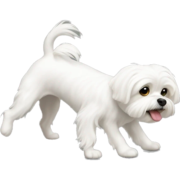 white maltese turning upside down emoji