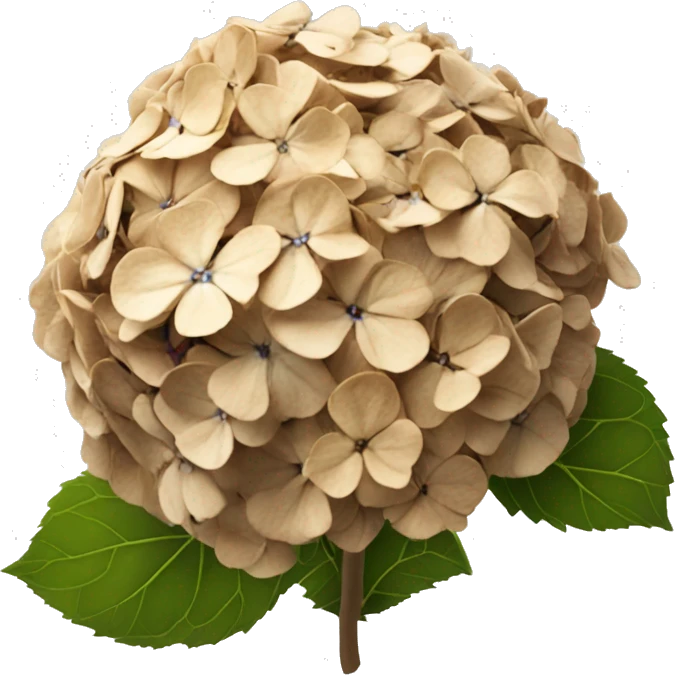 Hydrangea flower that has turned completely brown and dried up emoji