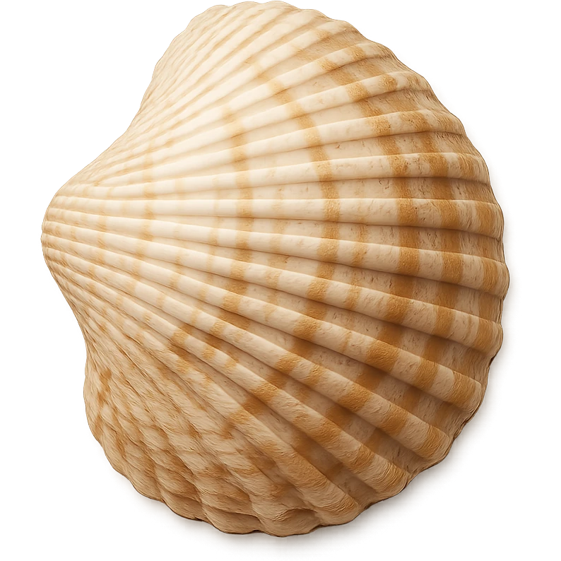 seashell, remove background emoji
