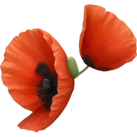 A red poppy flower emoji
