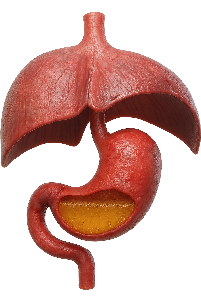 stomaco umano anatomico infiammato con acido giallo all'interno fluttua in aria insieme ad un diaframma umano, iperrealistico 4k, isolato su sfondo bianco emoji