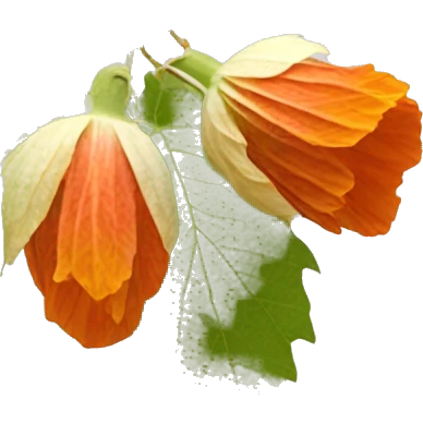 Abutilon hirtum	Buenos días flower emoji