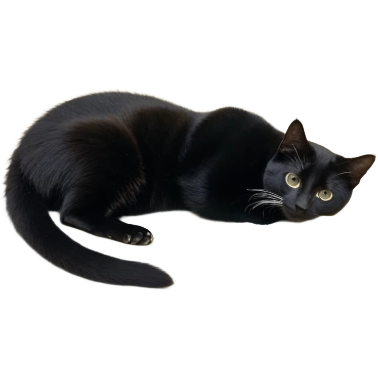 Рыжий кот в чёрном цилиндре с жёлтой полоской emoji