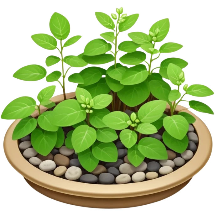 Small dish garden with Plectranthus Verticillatus sprouts having perfectly circular coin-shaped leaves arranged with small rocks emoji