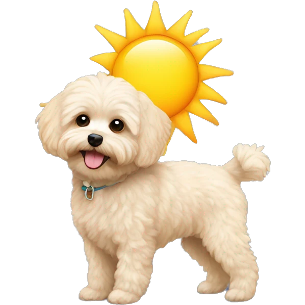Maltipoo with large sun emoji