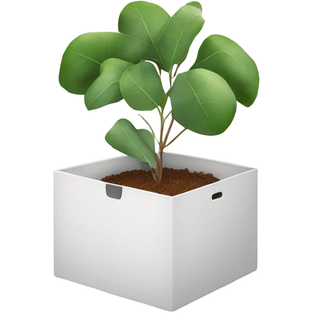 eucalyptus inside white box  emoji