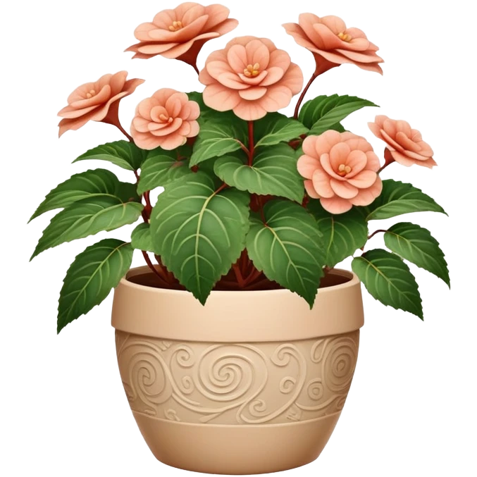 Begonia Rex in a beige pot with spiral pattern leaves emoji