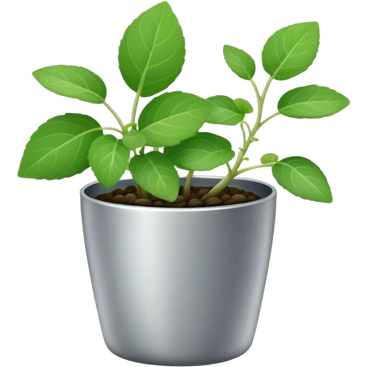 Young sprouts of Plectranthus Verticillatus with perfectly circular coin-shaped leaves in a silver metallic pot emoji