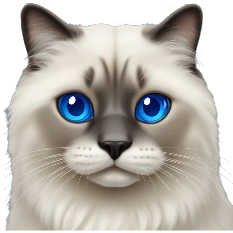 Fluffy seal.point ragdoll cat with royal blue eyes emoji