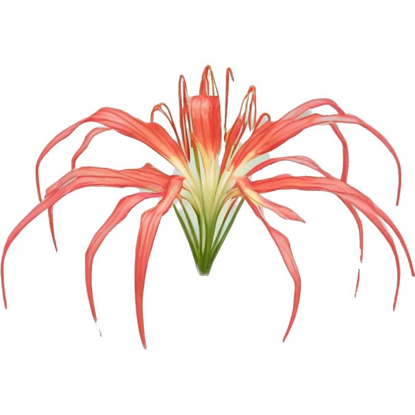 spider lily emoji